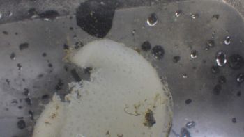 Media type: image;   Invertebrate Zoology 153115 Description: live specimen;